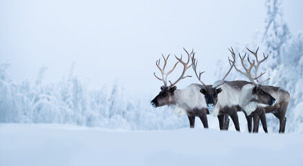 Big male deers in winter forest