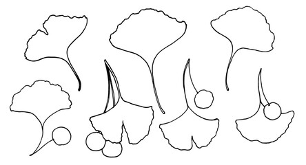 set of Leaves with Ginkgo biloba berries vector hand drawn illustration black simple outline isolated elements for design template on white background