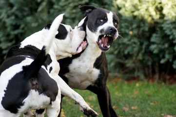 Zwei Bulldoggen beim Spielen