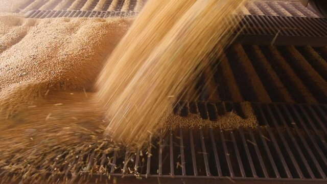Agriculture, truck pouring soybeans, harvesting soybeans with high productivity.