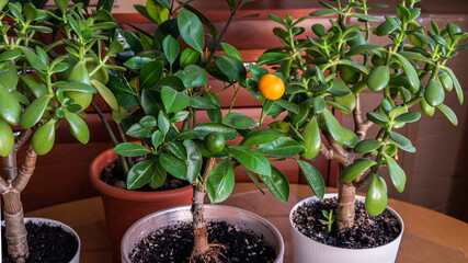 Home collection of houseplants in the pots.