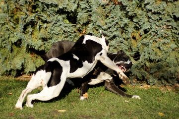 Zwei Bulldoggen beim Spielen