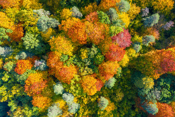 Aerial top down view of vibrant colorful autumn forest