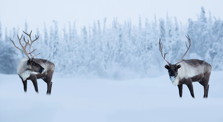 Big male deers in winter forest