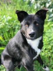 A black dog with white breasts sits on the grass. A black dog with a white chest sits on the grass. Happy dog on a green lawn