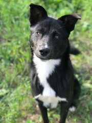 A black dog with white breasts sits on the green grass. A black dog with white breasts sits on the green grass. A black dog with a white chest sits on the grass. Happy dog on a green lawn