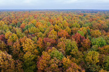 Aerial view of color autumn forest
