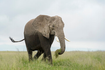 Obraz na płótnie Canvas African elephant (Loxodonta africana) walking and eating grass on savanna, Amboseli national park, Kenya.