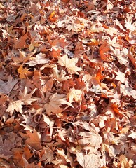 autumn leaves on the ground
