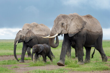 Fototapeta premium African elephant (Loxodonta africana) herd walking together with baby on savanna, Amboseli national park, Kenya.