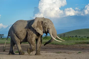Zelfklevend Fotobehang African elephant (Loxodonta africana) bull walking on savanna, Amboseli national park, Kenya. © andreanita