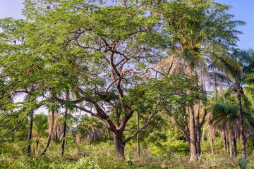  Paisaje boscoso en la pequeña aldea de Edioungou, en los alrededores de Oussouye, en la región de Casamance, en el sur del Senegal