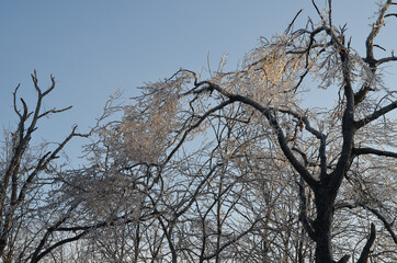 Winter forest in the evening, nature and landscape in winter, ice on tree branches, frozen forest covered with snow