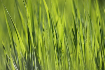 grass in its full growth with nature