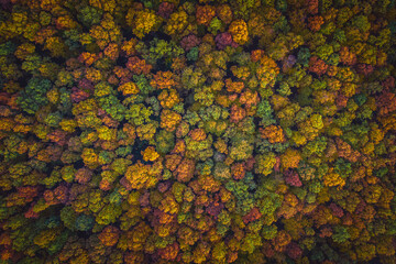 Aerial top down view of vibrant colorful autumn forest