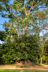 Fototapeta premium Paisaje boscoso en la pequeña aldea de Edioungou, en los alrededores de Oussouye, en la región de Casamance, en el sur del Senegal