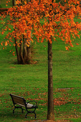 autumn in the park