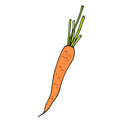 Little сarrot on white background. Vector image.