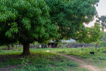  Paisaje boscoso en la pequeña aldea de Edioungou, en los alrededores de Oussouye, en la región de Casamance, en el sur del Senegal