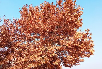 leaves on blue sky background