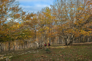 randonneurs dans une forêt de hêtres centenaires dans les Albères