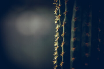 Green cactus thorns detail