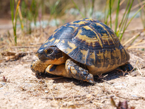 Greek Tortoise, Testudo Graeca