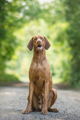 Happy smilling Hungarian Short-haired Pointing Dog (Vizsla) portrait