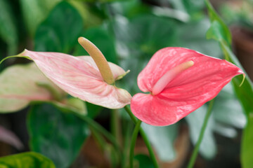 Anthurium on a background of greenery