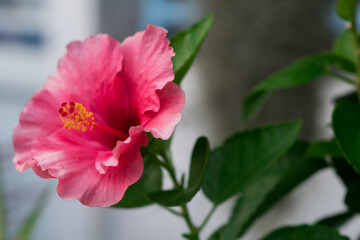 Obraz premium Chinese hibiscus or Chinese rose in the garden.