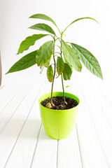 Avocado growing in a pot. A young fresh avocado sprout with leaves grows from a seed in a pot