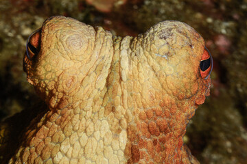  Octopus (Octopus vulgaris Cuvier, 1797) or octopus is a cephalopod of the Octopodidae family at sea. Gallipoli, Canakkale Turkey.