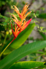 Heliconia metallica. Beautiful tropical flower on gray concrete background. Red and yellow flower	