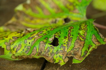Foglia di vite in autunno su sfondo in legno