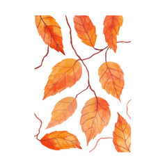 harvest-autumn-red-leaves