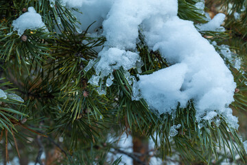 beautiful winter landscape with Christmas trees, ice, snow on Christmas and New year's day