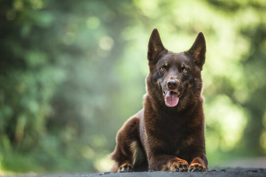 Australian Kelpie dog sitting and looking up