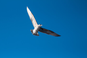 Gaviota #1