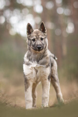 cute West Siberian Laika dog puppy