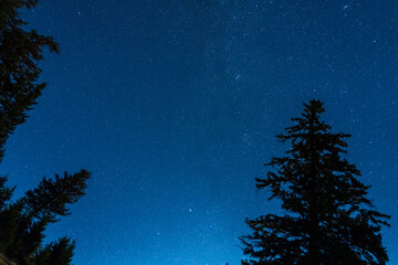 Starry sky summer night with pine trees in the foreground.