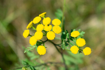Natural background. Beautiful yellow tansy flower.