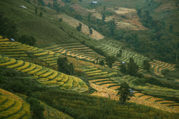 Fototapeta na wymiar Landscape of Rice terraces on mountain at Ban Pa Pong Piang, Doi inThanon, Chiang Mai, Thailand