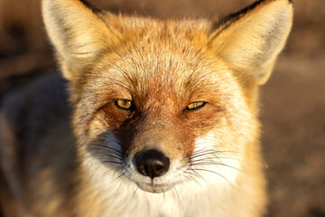 Fox portrait in the autumn landscape.