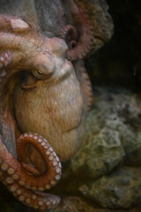 岩にしがみつく巨大なミズダコ