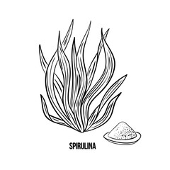 Algae - spirulina. Green and red edible algae. Black line ink sketch on a white background. Vector hand drawn illustration.