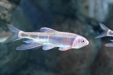 大きなヒレがとても美しいオイカワ