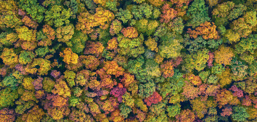 Aerial panoramic view of vibrant colorful autumn forest