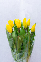 Beautiful yellow tulip. Bouquet of fresh tulips.