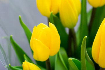 Fototapeta na wymiar Beautiful yellow tulip. Bouquet of fresh tulips.