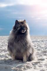 Wolfspitz dog sits on the beach.